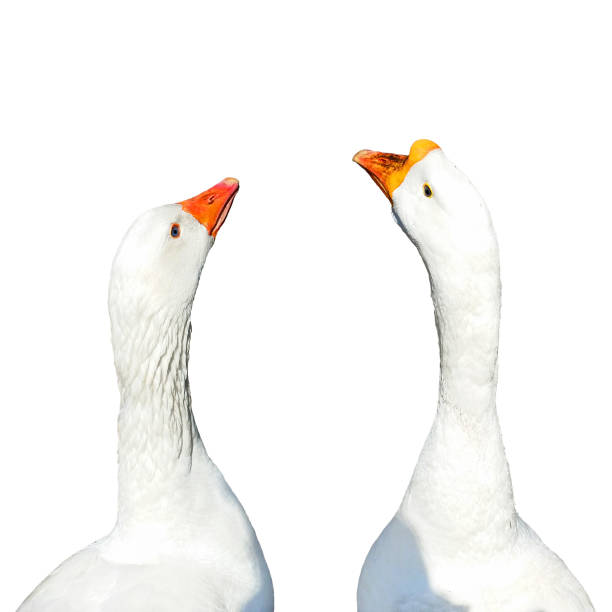 Two white goose bird heads isolated on white background.