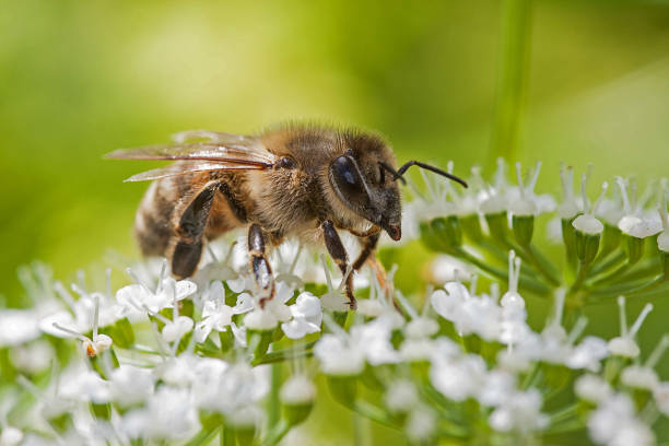 bee on hogweed stock photo