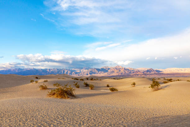 mesquite flats in the death valley desert in sunset light - mesquite tree imagens e fotografias de stock