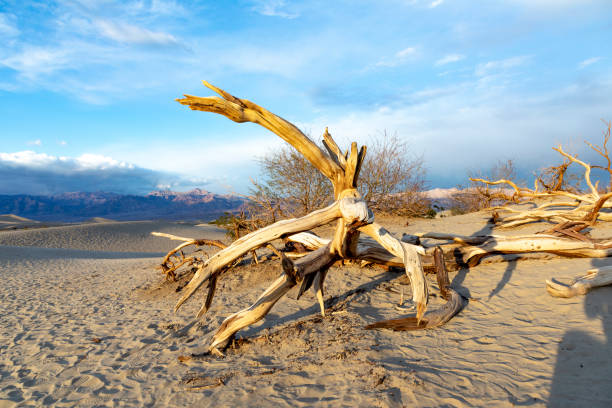 beautiful Mesquite flats in the death valley desert in sunset lightbeautiful Mesquite flats in the death valley desert in sunset light