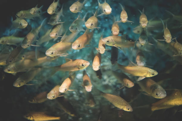 istock The small fish are swimming together in groups. 1147738536