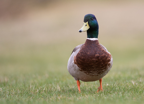 Front view of Male Mallard standing in green grass looking at the camera