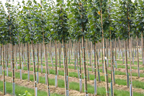 istock Tree plantation in the country 1147738699