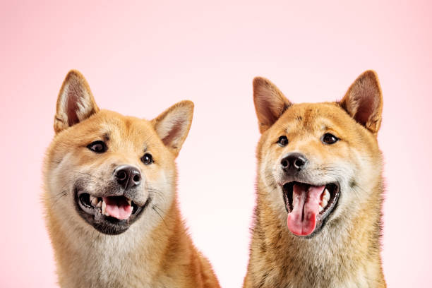 istock Two Shiba Inu Dogs 1147739285