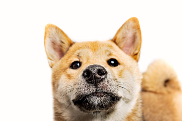 Portrait of a 8 month old Shiba Inu cub photographed in a studio against a white background. Colour, horizontal with some copy space.