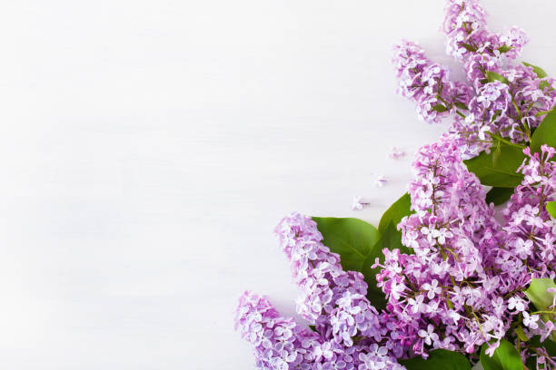 istock beautiful lilac flowers on white background 1147739304