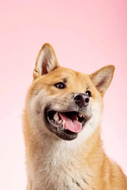 Portrait of a 8 month old Shiba Inu cub posing for the camera. Photographed in a studio against a pale pink background. Colour, vertical with some copy space.