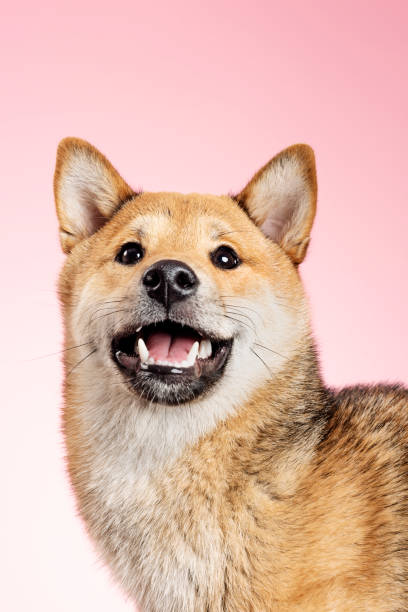 istock Shiba Inu dog posing for the camera. 1147739331