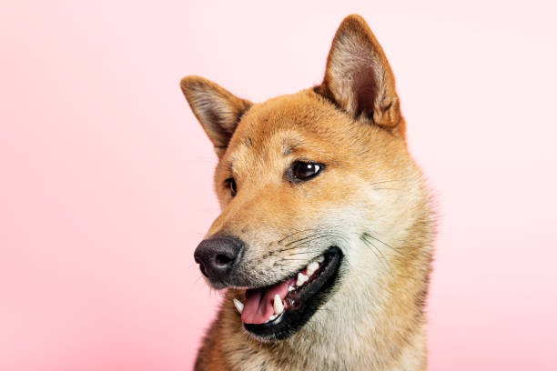 istock Shiba Inu dog posing for the camera. 1147739348
