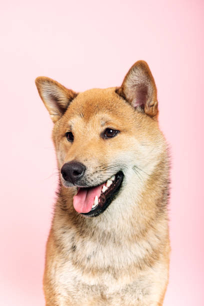 istock Shiba Inu dog posing for the camera. 1147739355