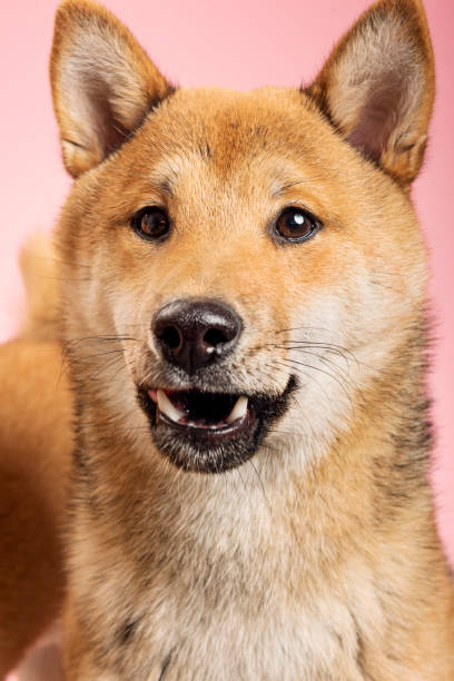 istock Shiba Inu dog posing for the camera. 1147739364