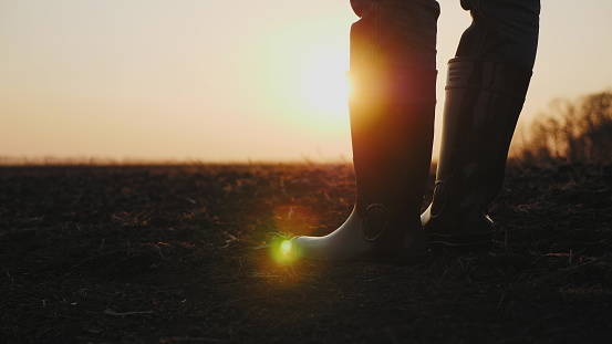 Close-up legs of male farmer in rubber boots walking through cultivated agricultural field in the rays of the sun at sunset. Camera tracking. Organic products concept