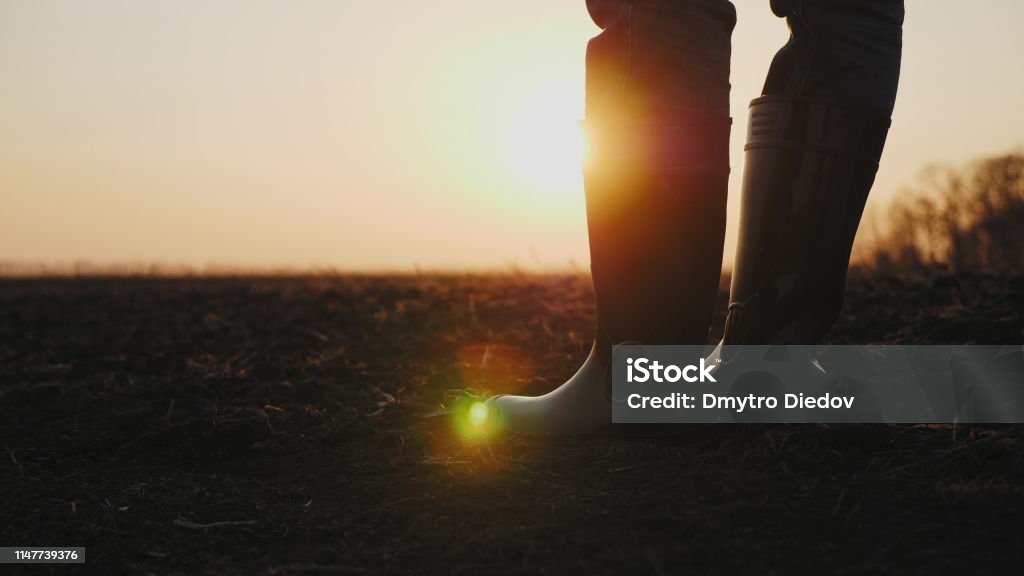 Male farmer in rubber boots walking through cultivated agricultural field Close-up legs of male farmer in rubber boots walking through cultivated agricultural field in the rays of the sun at sunset. Camera tracking. Organic products concept Farmer Stock Photo