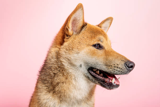 istock Shiba Inu dog posing for the camera. 1147739389