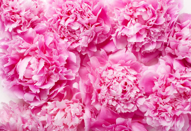 istock beautiful pink peony flower background 1147739742