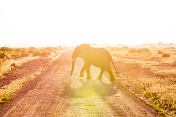 elefante em amboseli com lit traseiro - travel nature back lit rural scene - fotografias e filmes do acervo