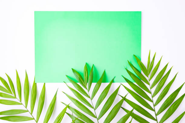 istock Blank blue card on tropical palm leaves, summer vacation concept, template layout for adding your design or text. Aquamarine 1147739963
