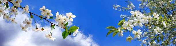 istock image of a blossoming tree in the spring garden 1147741065