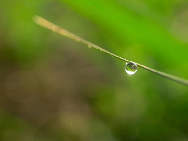 istock Green leaves on bright background, close-up 1147741277