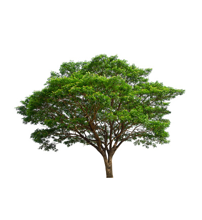 Isolated tree on a white background