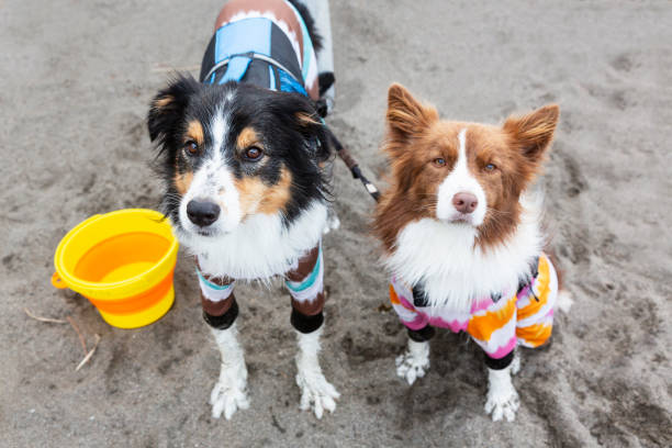 istock Two dogs are sitting on the beach and watching me 1147741539