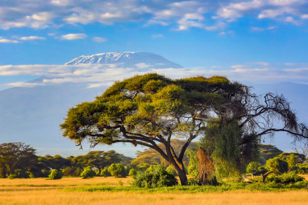 der kilimandscharo mit akazien - tanzania stock-fotos und bilder