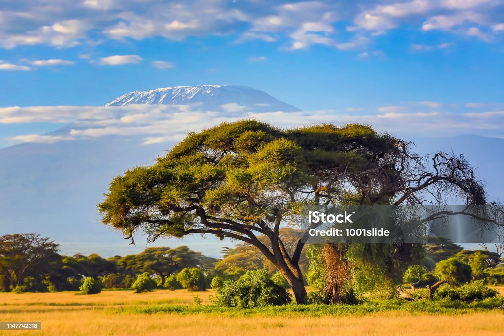 Mount Kilimanjaro with Acacia Africa Stock Photo