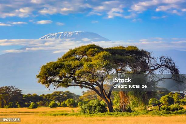 Mount Kilimanjaro With Acacia Stock Photo - Download Image Now - Africa, Tanzania, Kenya