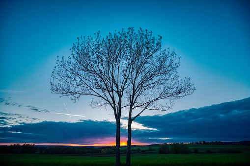 beautiful landscape with lonely tree under a dark cloudy sky in the evening