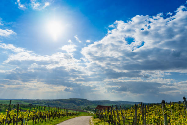 istock Landscape, view through the vineyards on a sunny day with clouds 1147742547