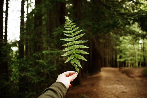 A human hand holding a green fern in a forest