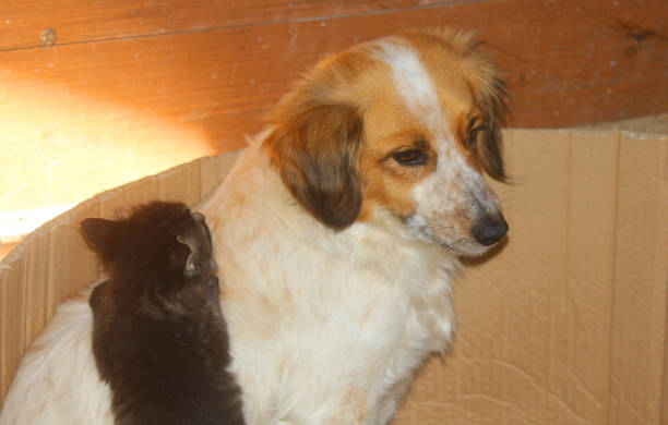 istock kitten climbing on the dog 1147742598