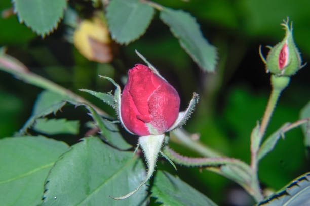 istock Red rose new grow 1147742789