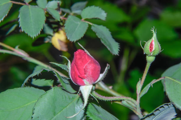 istock Red rose new grow 1147742851