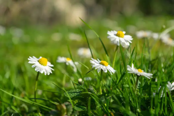 Beautiful Daisies on a meadow
