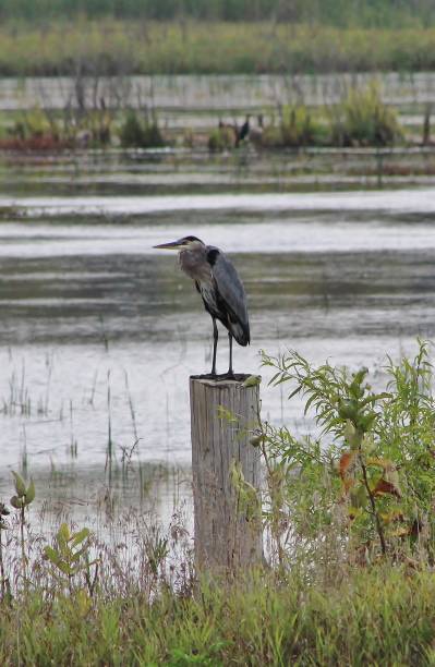 Great blue heron on fence post stock photo