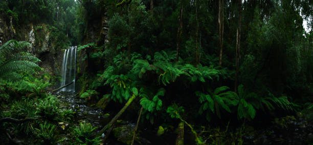 hopetoun falls panoramic - cape otway national park - otway national park imagens e fotografias de stock