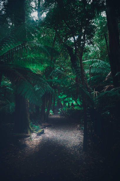 istock Cape Otway National Park, Great Ocean Road Victoria 1147747023