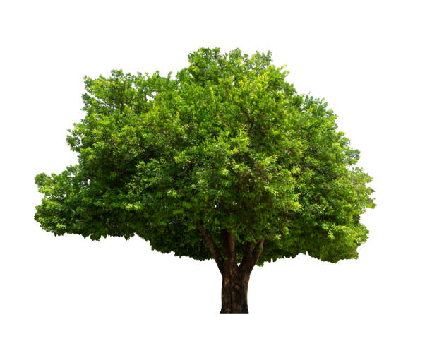 istock Trees that are isolated on a white background are suitable for both printing and web pages 1147747061