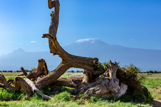 Mount Kilimanjaro and Mawenzi Peak with Bare Tree Mount Kilimanjaro and Mawenzi Peak with Bare Tree mawenzi stock pictures, royalty-free photos & images