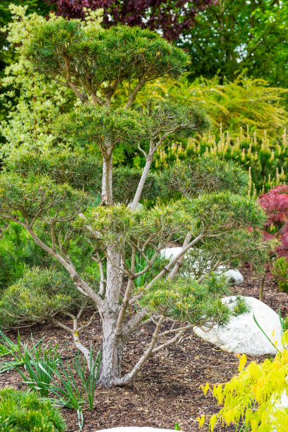 istock Little tree in a landscaped garden 1147747461