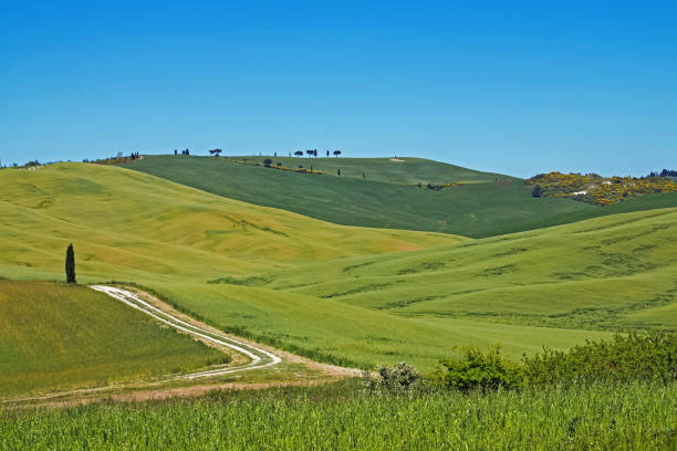 istock Beautiful landscape in Tuscany, Italy 1147747897