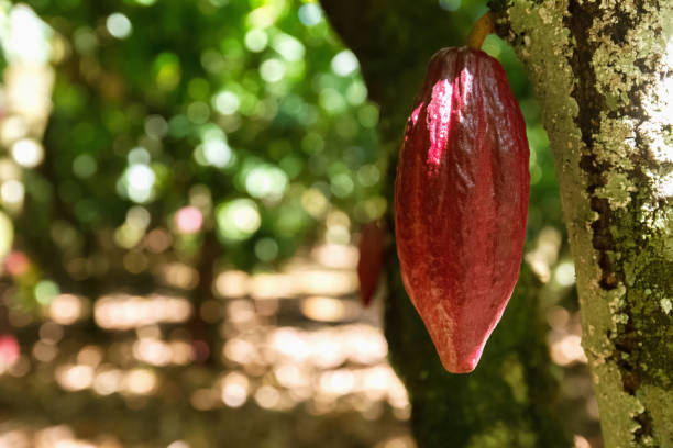 istock Ripe cocoa pods on the tree on sunny day 1147748331