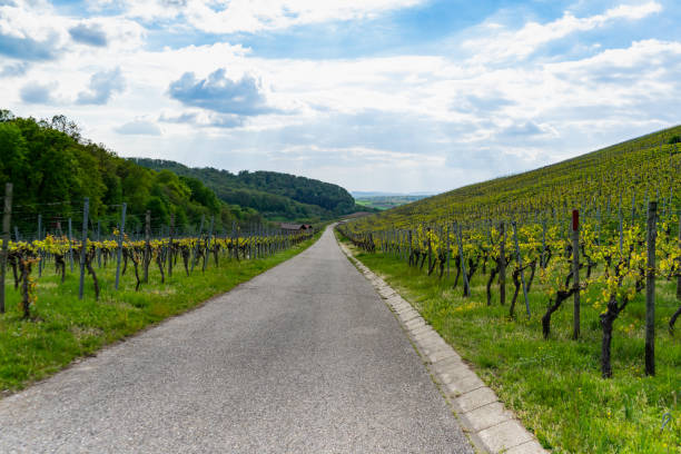 istock Landscape, view through the vineyards on a sunny day with clouds 1147751151