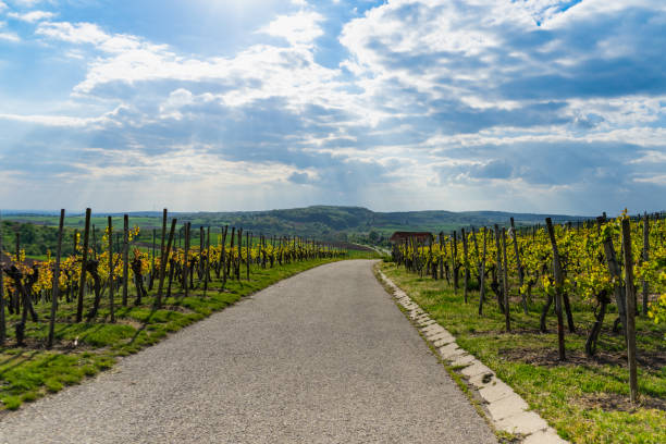 istock Landscape, view through the vineyards on a sunny day with clouds 1147751258