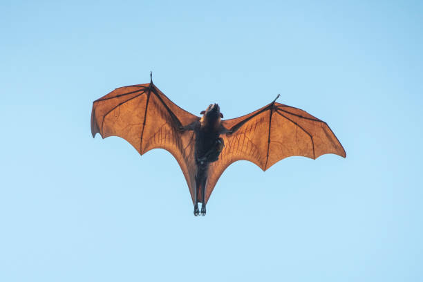 istock Mother and baby bat flying on blue sly (Lyle's flying fox) 1147751638