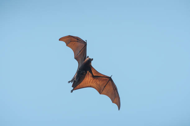 istock Mother and baby bat flying on blue sly (Lyle's flying fox) 1147752698