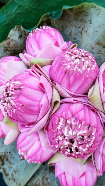 istock Bouquet of lotus flowers 1147752841
