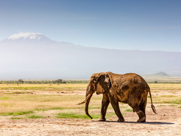 istock Wet African Elephant grazing at Amboseli with Kilimanjaro 1147753399