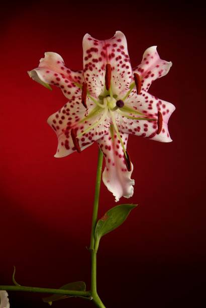 Blooming white lily flower buds Lilium Samur , timelapse footage. Close up, macro.